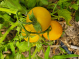 Tomato, Solguld Large Cherry