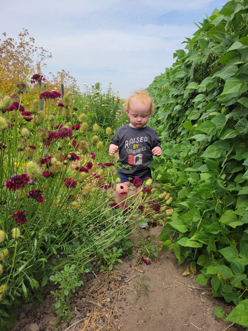 planting scabiosa seeds Scabiosa, Merlot – Giving Ground Seeds