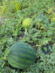 Watermelon, Lofthouse Landrace