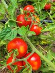 Tomato, Torre Canne Regina Ramallet