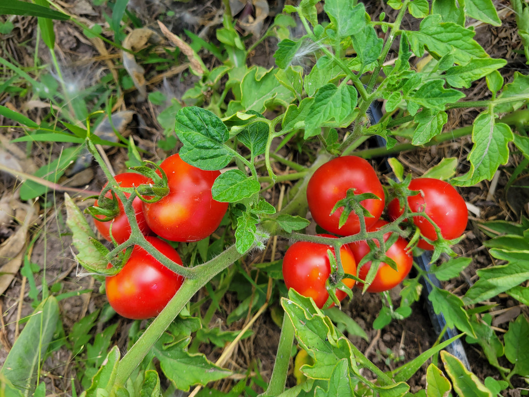Paste Tomatoes – Giving Ground Seeds