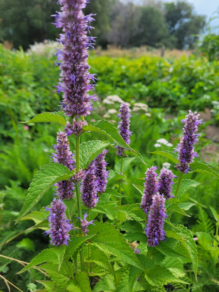 licorice seeds plant Licorice Mint, Superior – Giving Ground Seeds