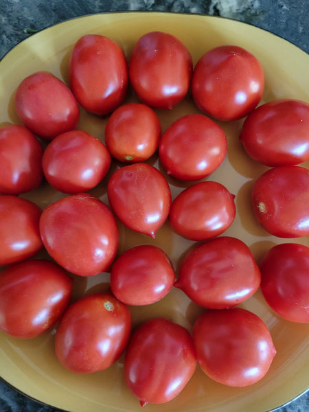 Tomato, Tomaquet de Penjar Landrace Ramallet – Giving Ground Seeds
