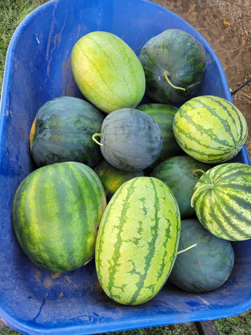 Watermelon, Lofthouse Landrace