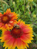 Blanketflower, Gaillardia