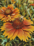 Blanketflower, Gaillardia