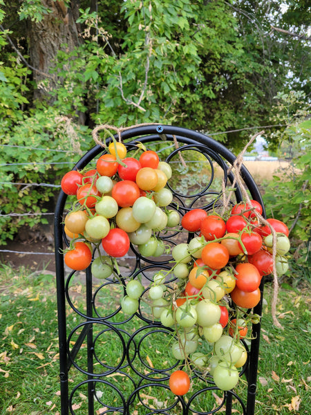 Tomato, Pomodoro Pizzutello di Paceco – Giving Ground Seeds