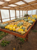 Winter Squash, Spaghetti Squash
