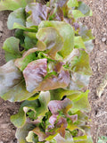 Lettuce, Juliet