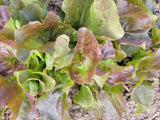 Lettuce, Juliet