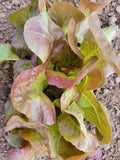 Lettuce, Bacardi