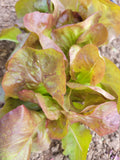 Lettuce, Bacardi
