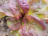 Lettuce, Bacardi