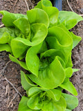 Lettuce, Baba Lisa