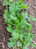 Cilantro, Slow Bolt Landrace