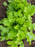 Lettuce, Feuille de Chene
