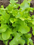 Lettuce, Feuille de Chene