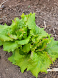 Lettuce, Grazer Krauthauptel 2