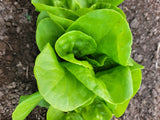 Lettuce, Baba Lisa