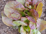 Lettuce, Bacardi