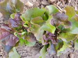 Lettuce, Juliet