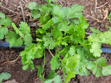 Cilantro, Slow Bolt Landrace
