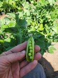 Pea, Grandma's Shelling