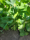 Pea, Grandma's Shelling