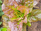 Lettuce, Red Leprechaun