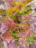 Lettuce, Red Leprechaun
