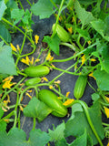 Cucumber, Kilis