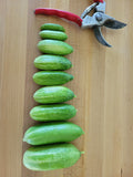 Cucumber, Kilis