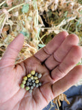Pea, Wild Pea of Umbria