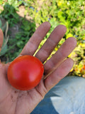 Tomato, Polar Baby
