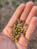 Pea, Wild Pea of Umbria- Roveja