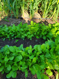 Slow Bolt Arugula Landrace