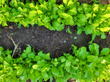 Slow Bolt Arugula Landrace