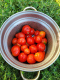 Tomato, Polar Baby