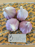 Garlic, Bogatyr (Pre-order, ships late August 2026)