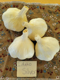 Garlic, Idaho Silver (Pre-order, ships late August 2026)