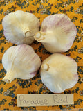 Garlic, Paradise Red (Pre-order, ships late August 2026)