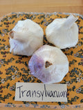 Garlic, Transylvanian (Pre-order, ships late August 2026)