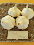 Garlic, Julius Starr (Pre-order, Ships late August 2025)