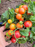 Tomato, Rosy Finch Micro