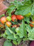 Tomato, Rosy Finch Micro