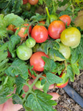 Tomato, Rosy Finch Micro