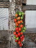 Tomato, Principe Borghese