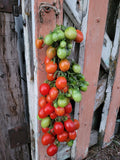 Tomato, Principe Borghese
