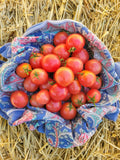 Tomato, Rosy Finch Micro