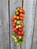 Tomato, Tomaquet de Penjar Landrace Ramallet